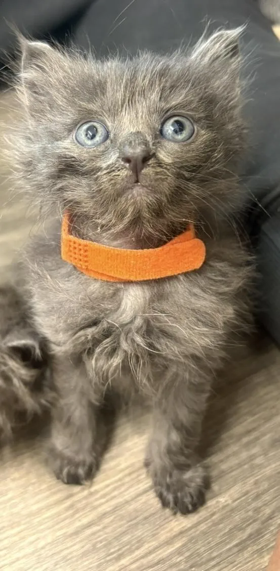 A baby medium-sized male Gray / Blue / Silver Domestic Long Hair cat named Alfie for adoption in Delray, WV