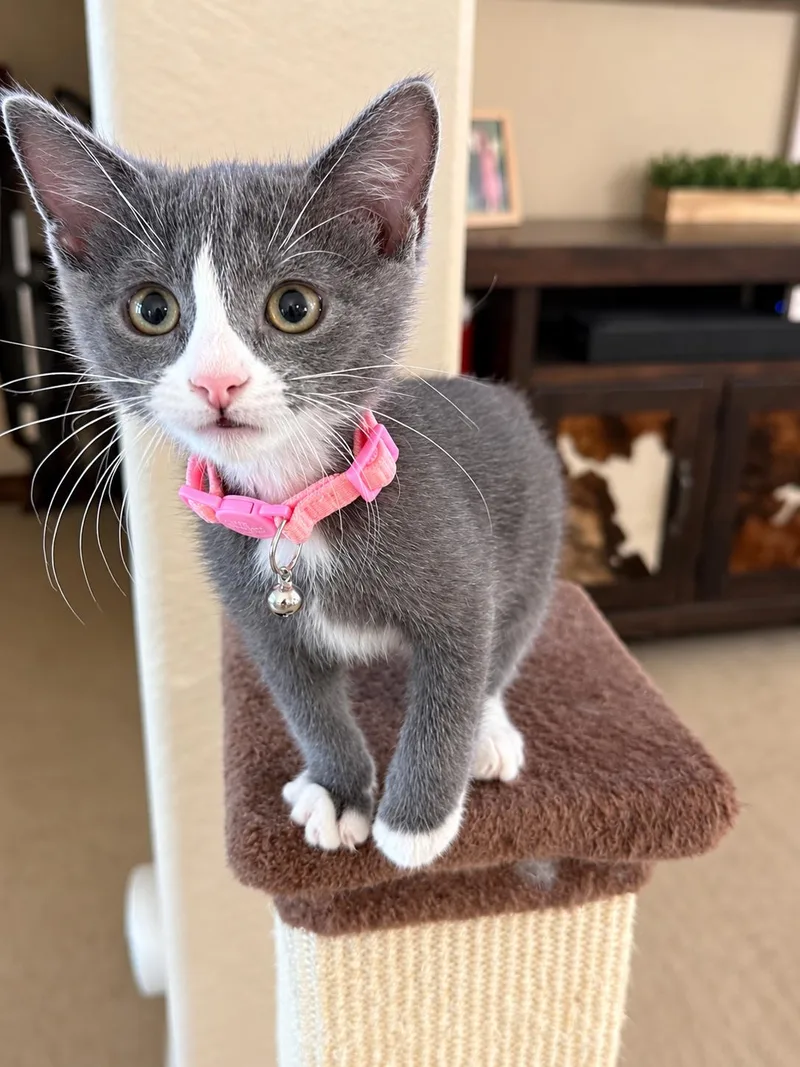 A baby medium-sized female Gray & White Tuxedo cat named Gidget for adoption in Fresno, CA