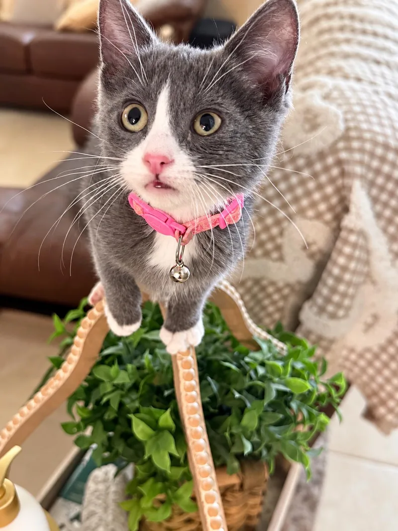 Gidget thumbnail 4