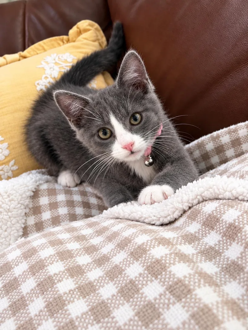Gidget thumbnail 5