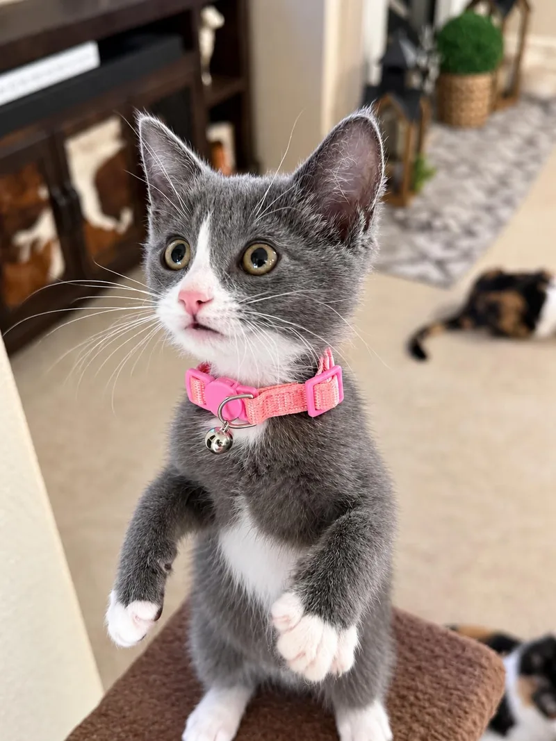 Gidget thumbnail 6