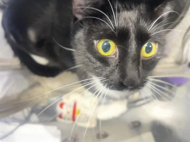 A young large-sized male Domestic Short Hair cat named Shadow for adoption in Charlotte, NC