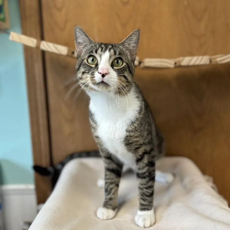 A young medium-sized male Brown / Chocolate Domestic Short Hair cat named Joseph for adoption in Fargo, ND