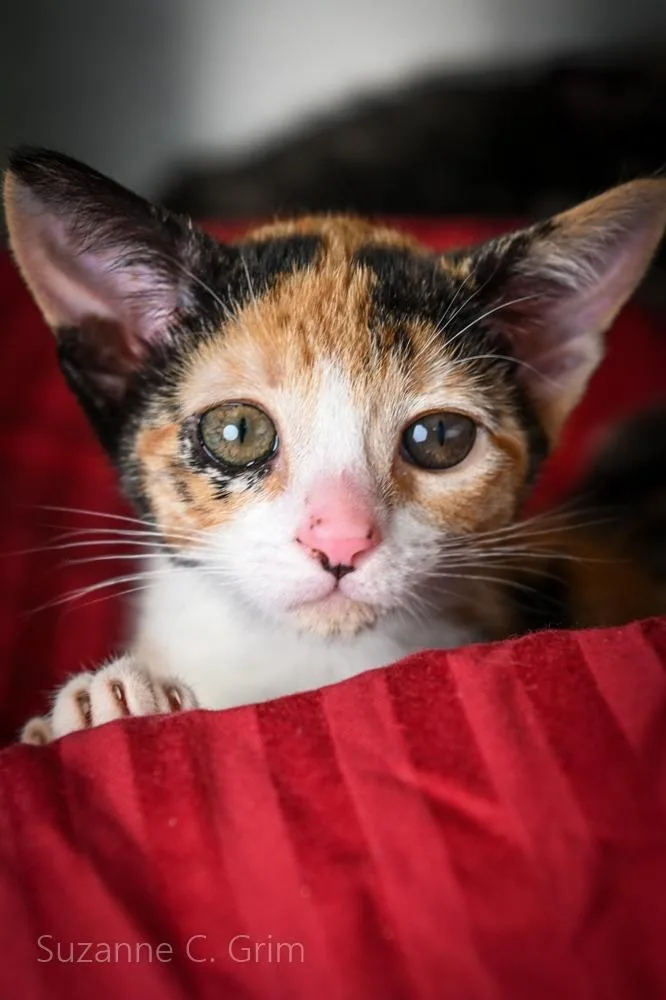 A baby medium-sized female Domestic Short Hair cat named Mattie for adoption in New Orleans, LA