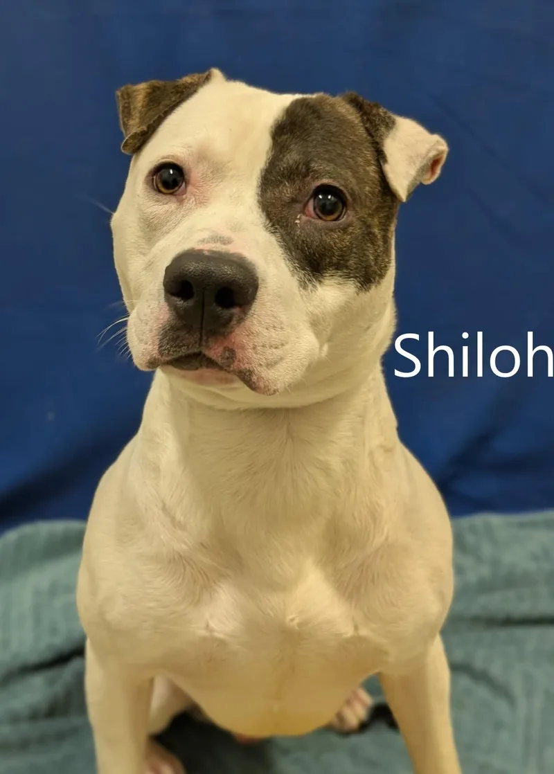 Shiloh