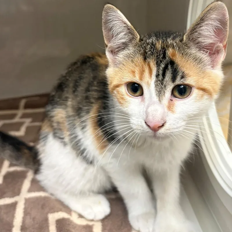 A baby small-sized female Torbie Domestic Short Hair cat named Brielle for adoption in East Hanover, NJ