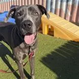 An adult large-sized male Great Dane dog named Bronco for adoption in Hilliard, OH