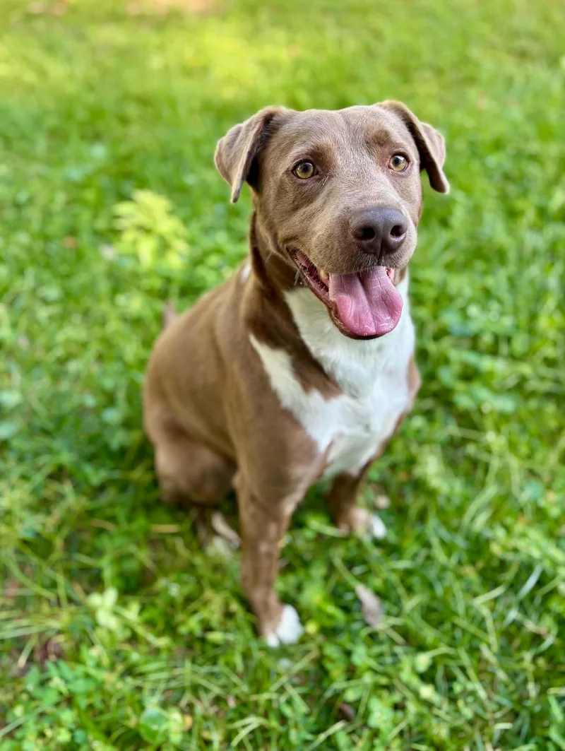 A young medium-sized male Labrador Retriever dog named Tanner — Best Friend for adoption in Gulfport, MS
