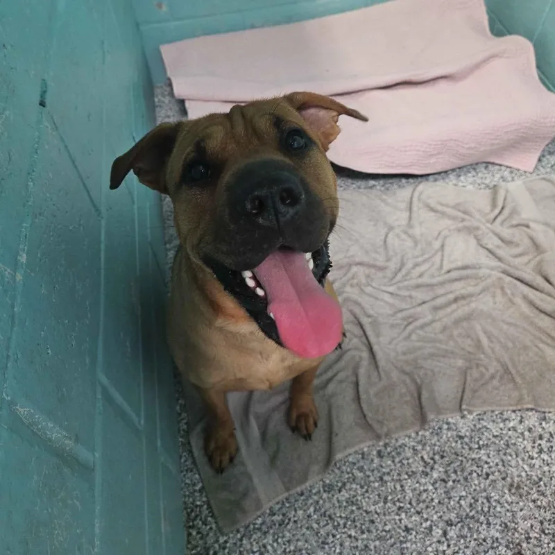A young medium-sized male Yellow / Tan / Blond / Fawn Mixed Breed dog named Scooby for adoption in Port Charlotte, FL