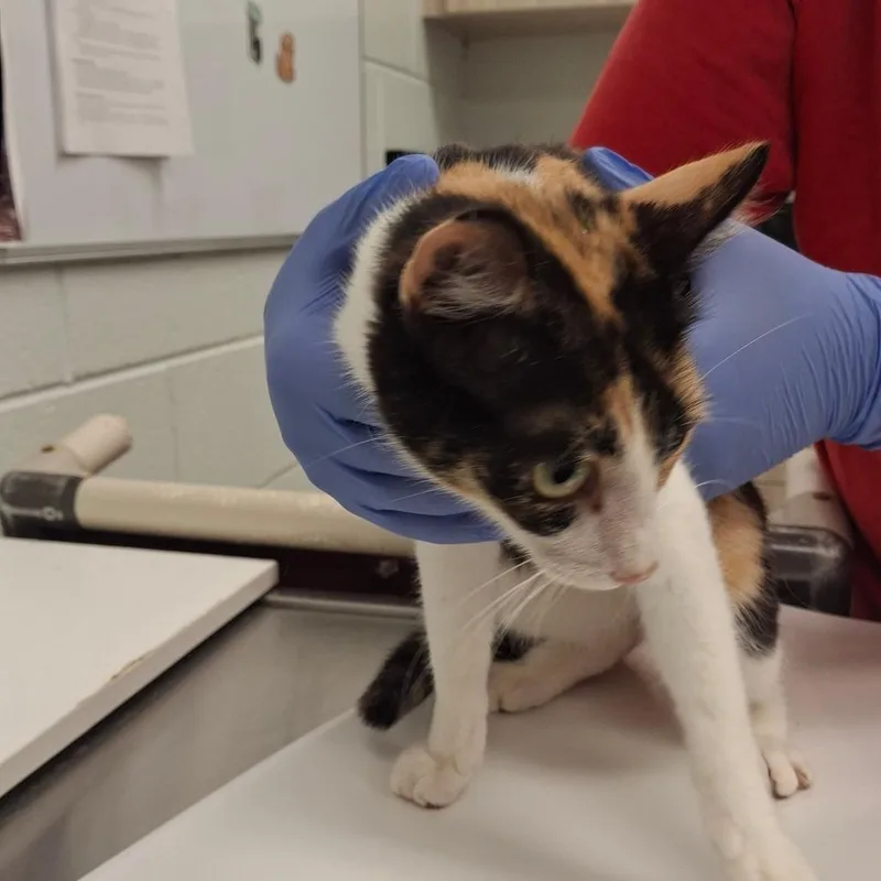 A young small-sized female Calico Domestic Short Hair cat named Chantrelle for adoption in Chattanooga, TN