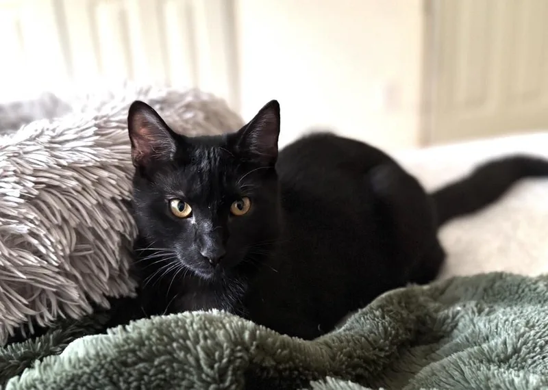 An adult medium-sized male Black Domestic Short Hair cat named Truffle for adoption in North Babylon, NY