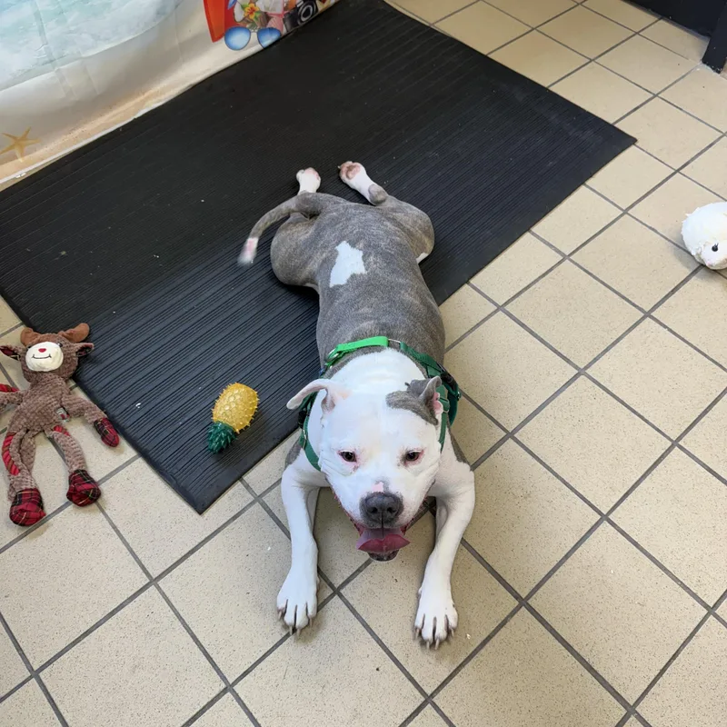 An adult medium-sized female American Staffordshire Terrier dog named Cleo for adoption in Pittsburgh, PA