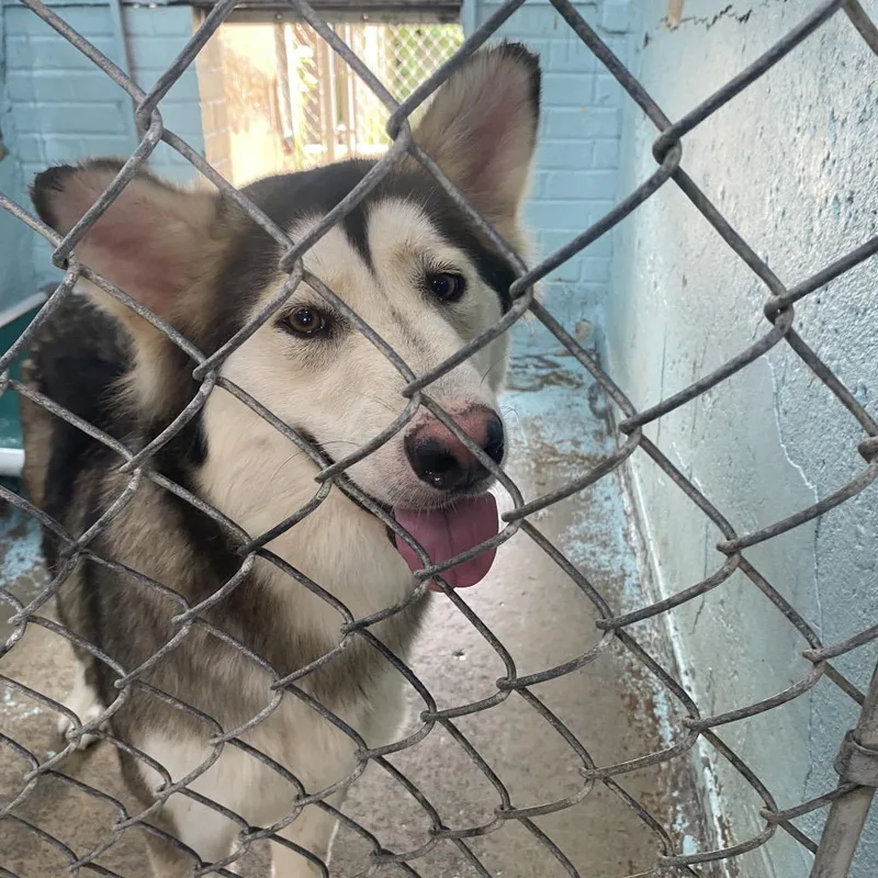 An adult medium-sized female Yellow / Tan / Blond / Fawn Husky dog named SJersey for adoption in Tulsa, OK