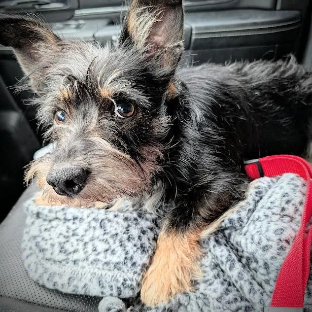 Wrangler fka Bruiser