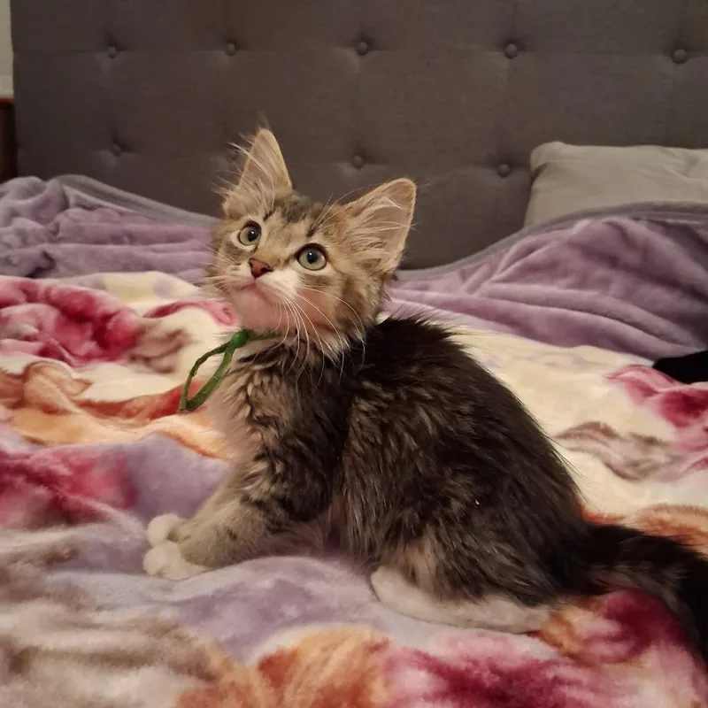 A baby medium-sized male Domestic Medium Hair cat named Phoenix for adoption in Miami, OK