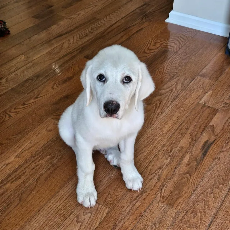 A baby large-sized male Great Pyrenees dog named Arctic for adoption in Spring hill, TN
