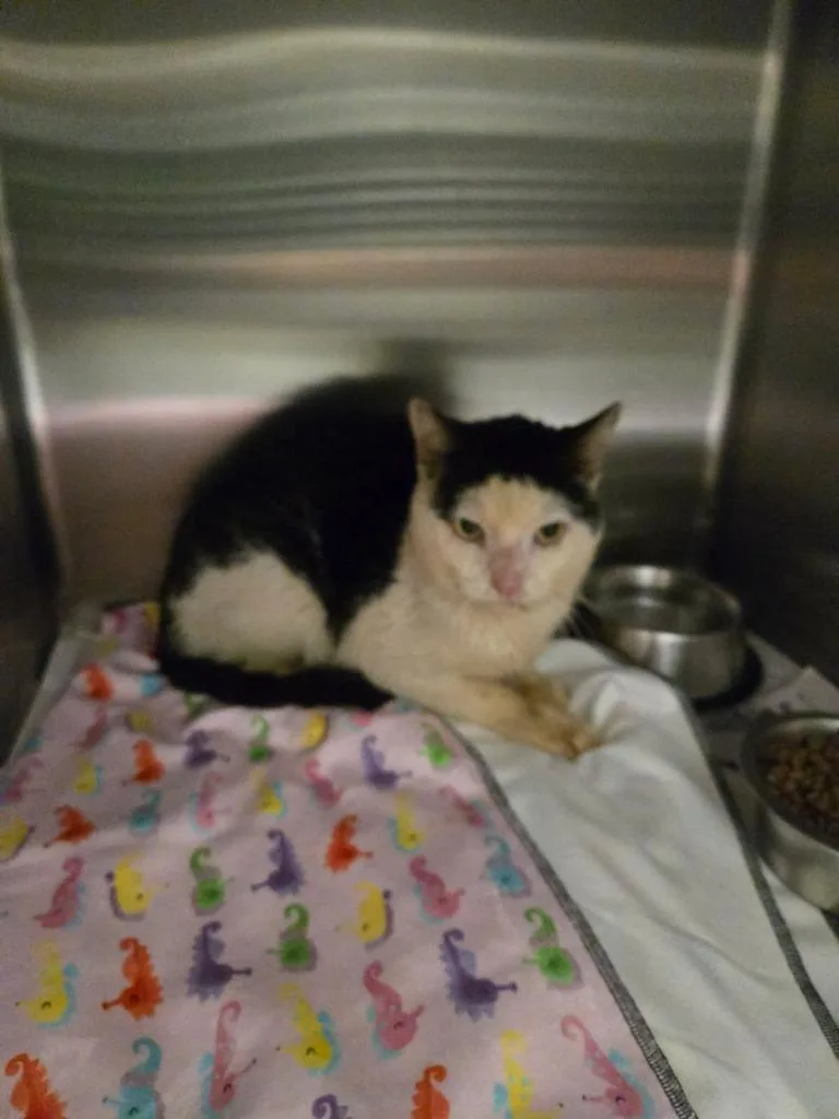 A young medium-sized male Domestic Short Hair cat named 2026-05-168 for adoption in Winder, GA