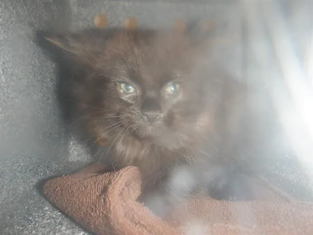 A baby small-sized male Domestic Medium Hair cat named Naruto for adoption in San Jose, CA