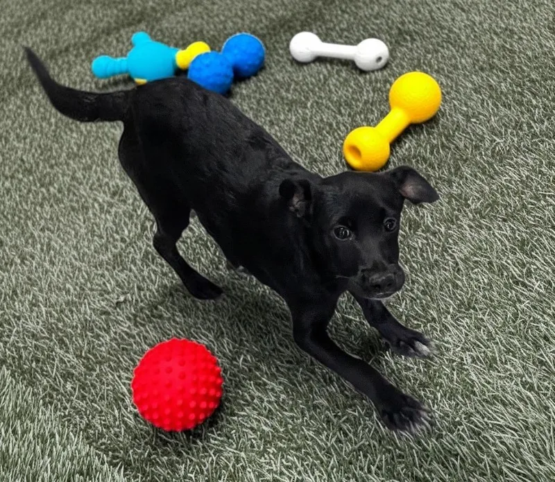 A baby small-sized female Catahoula Leopard Dog dog named Aspen for adoption in Fort Myers, FL