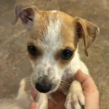A baby small-sized female Chihuahua dog named Kiwi for adoption in Riverside, IA
