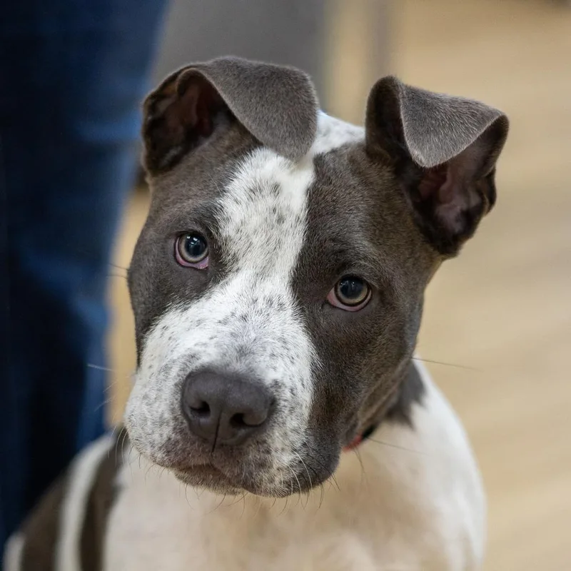 A baby small-sized male Pit Bull Terrier dog named Captain Frecklepants for adoption in Chaska, MN