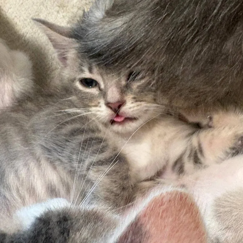 A baby small-sized female Gray / Blue / Silver Domestic Short Hair cat named Jalapeno Chip for adoption in Austin, TX