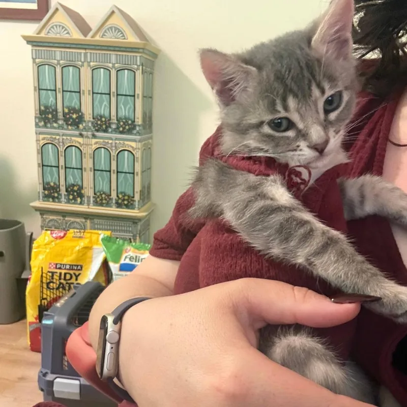 Jalapeno Chip thumbnail 2