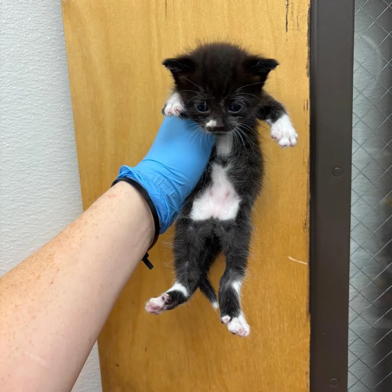 A baby small-sized female Black Domestic Short Hair cat named Helga hotdog for adoption in Columbiana, AL