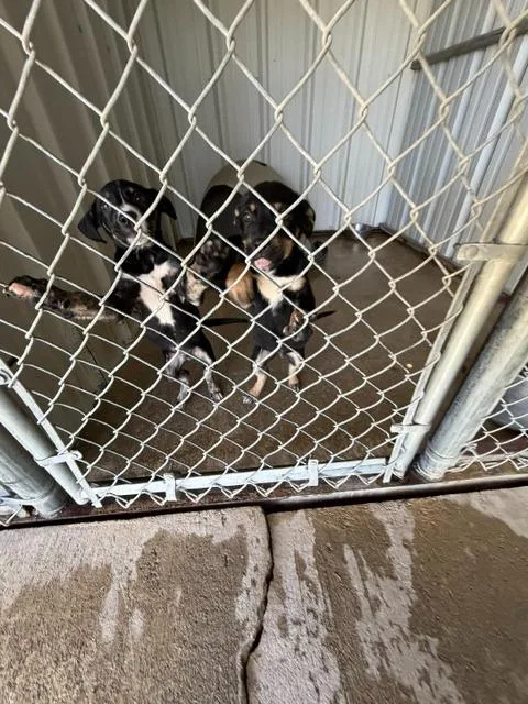 A baby small-sized male Shepherd dog named John for adoption in Ada, OK