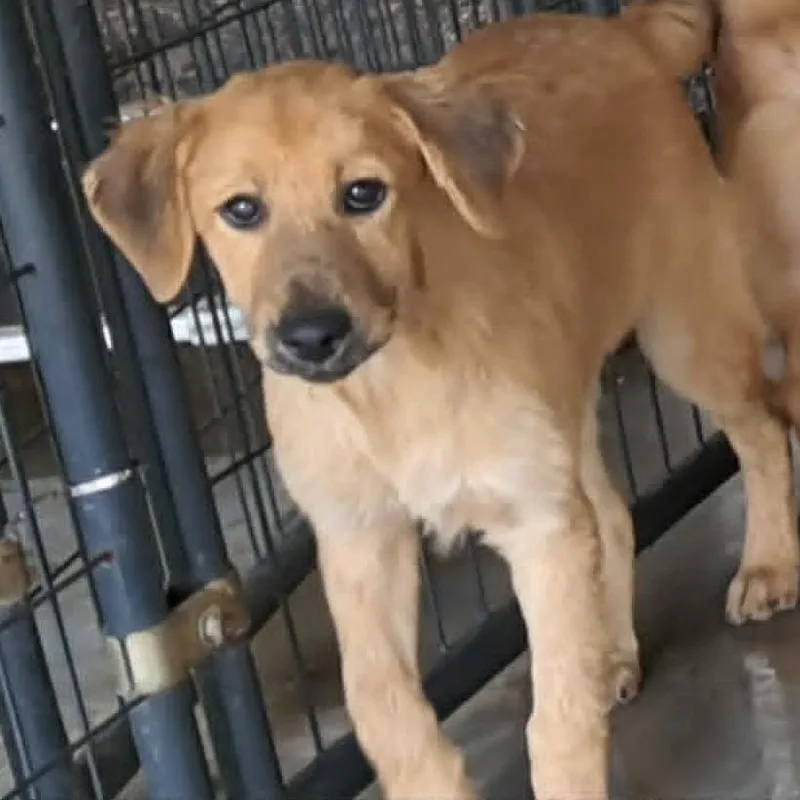 A baby small-sized female Brown / Chocolate Mixed Breed dog named Amira for adoption in Valley, AL
