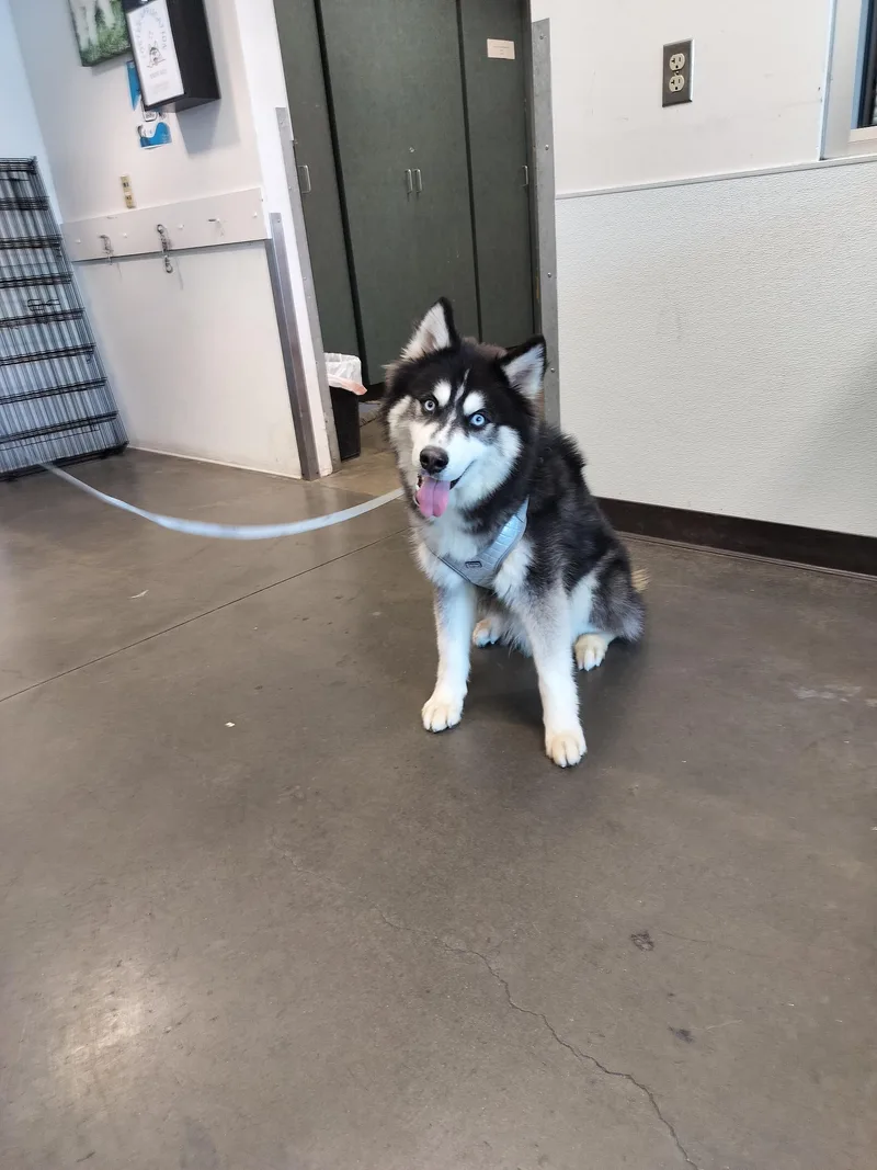 A young medium-sized male Siberian Husky dog named Max for adoption in Chatsworth, CA