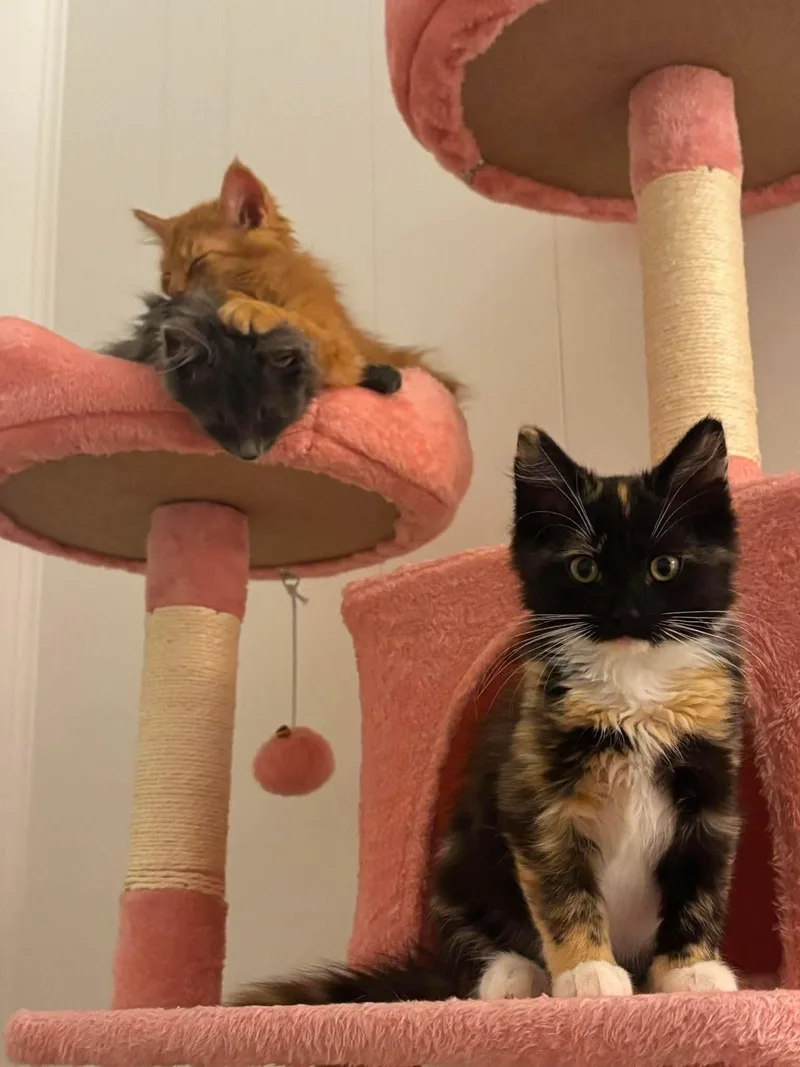 A baby medium-sized female Calico Domestic Long Hair cat named Aurora for adoption in Fort Oglethorpe, GA