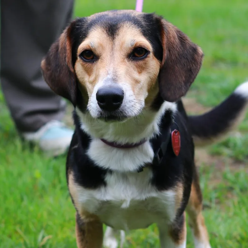 An adult medium-sized female White / Cream Beagle dog named Ct Happy for adoption in Eastford, CT