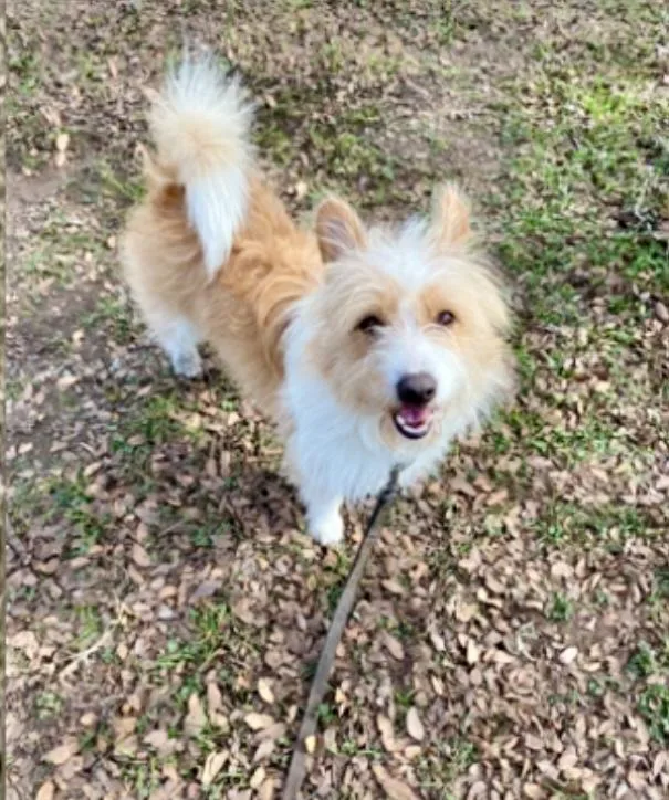 A young small-sized male Terrier dog named Pete for adoption in Austin, TX