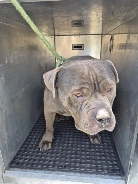 An adult medium-sized male Pit Bull Terrier dog named Pen C Kavc for adoption in Lawrenceville, GA