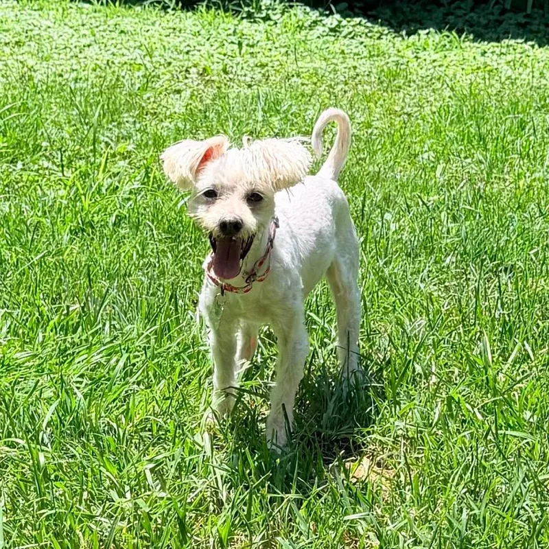 An adult small-sized female White / Cream Poodle dog named Polly Pocket for adoption in Saint John, IN