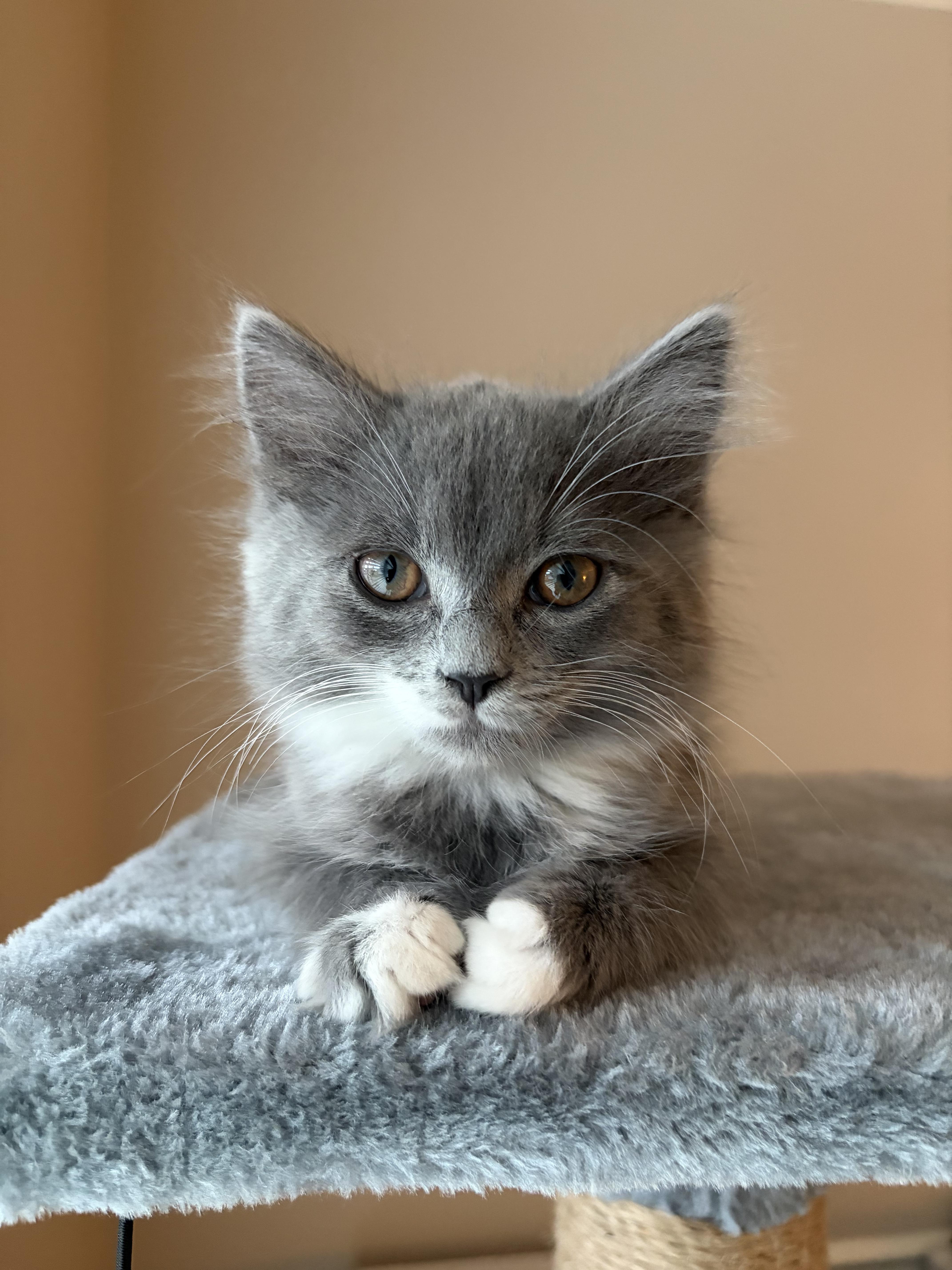 A baby medium-sized female Gray & White Domestic Long Hair cat named Azula for adoption in Ephrata, WA
