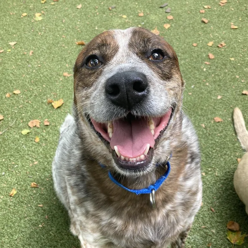 An adult large-sized male Brindle Australian Cattle Dog / Blue Heeler dog named Dingo for adoption in Providence, RI