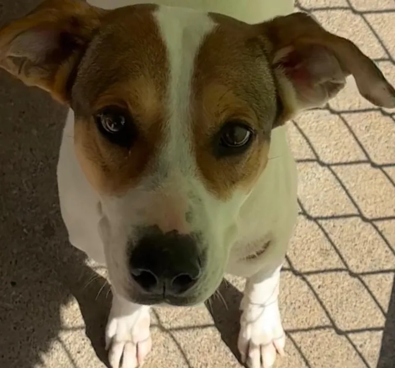 A young medium-sized female Hound dog named Mable for adoption in Elizabethton, TN