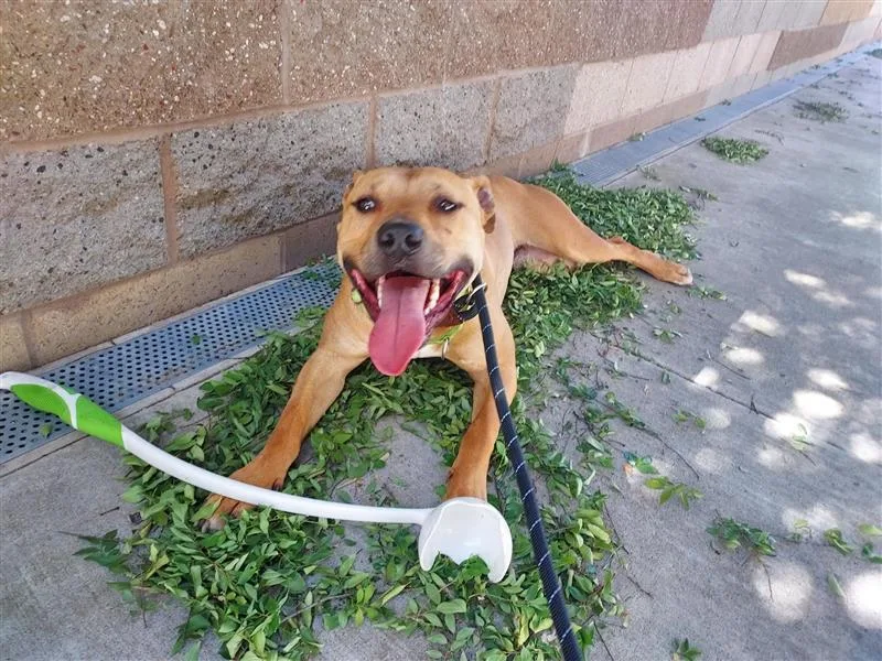 An adult medium-sized male Pit Bull Terrier dog named Kayak for adoption in Elk Grove, CA