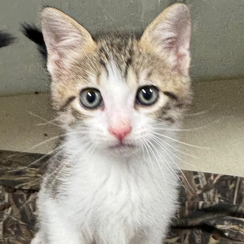 A baby small-sized female Brown / Chocolate Domestic Short Hair cat named Spookz for adoption in Dickinson, TX