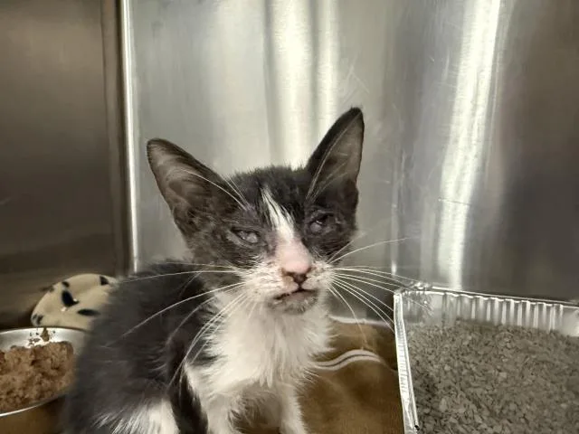 A baby small-sized male Domestic Short Hair cat named Chicha for adoption in Thousand Palms, CA