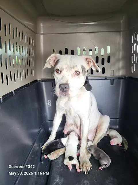 A young medium-sized female American Staffordshire Terrier dog named Bella for adoption in San Antonio, TX