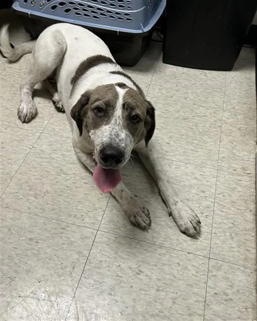 A young medium-sized male Pointer dog named Freckles A for adoption in Plano, TX