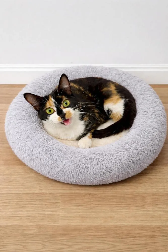 An adult medium-sized female Black & White / Tuxedo Domestic Short Hair cat named Tiramisu for adoption in Evansville, IN