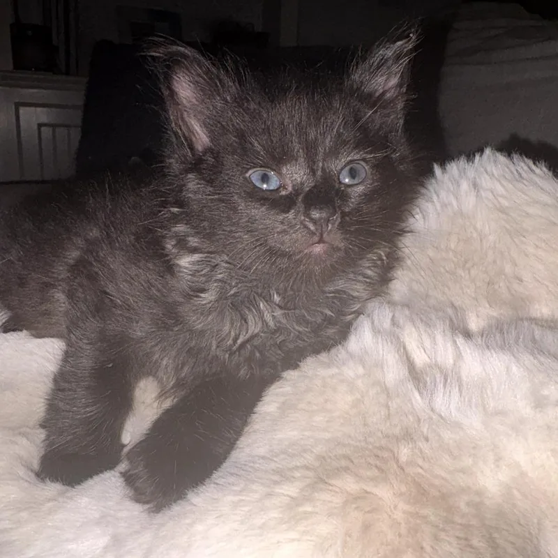 A baby small-sized male Black Domestic Medium Hair cat named Finch for adoption in Walnut Cove, NC