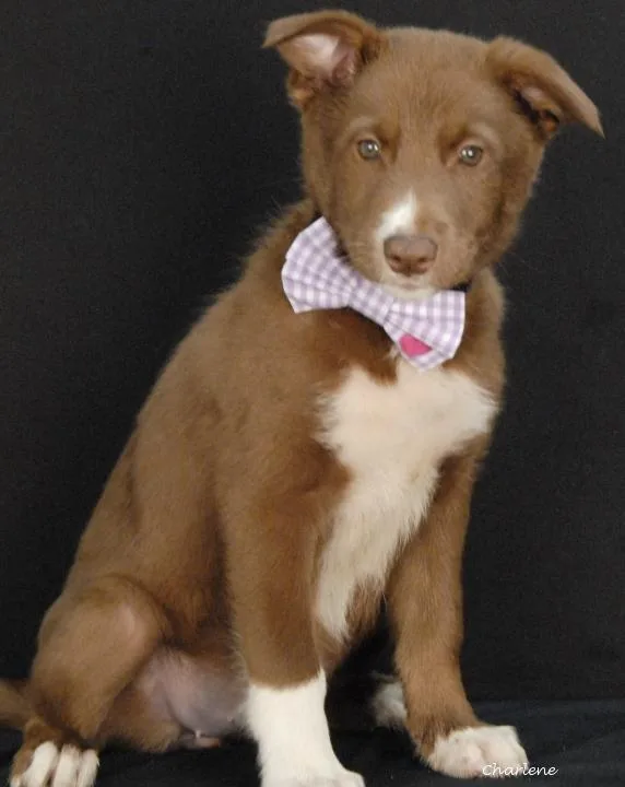 A young medium-sized female German Shepherd Dog dog named Dairy Queen for adoption in Newland, NC