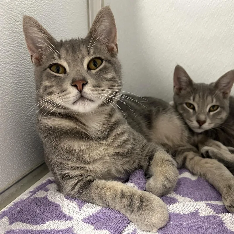 A young medium-sized male Gray / Blue / Silver Domestic Short Hair cat named Wallaby for adoption in Binghamton, NY