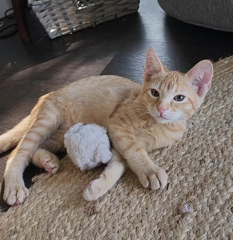 A baby medium-sized male Tabby (Orange / Red) Tabby cat named Martini for adoption in Parkville, MO