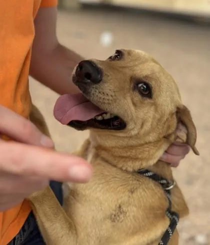 An adult medium-sized male Yellow / Tan / Blond / Fawn Mixed Breed dog named Squishy for adoption in El Paso, TX